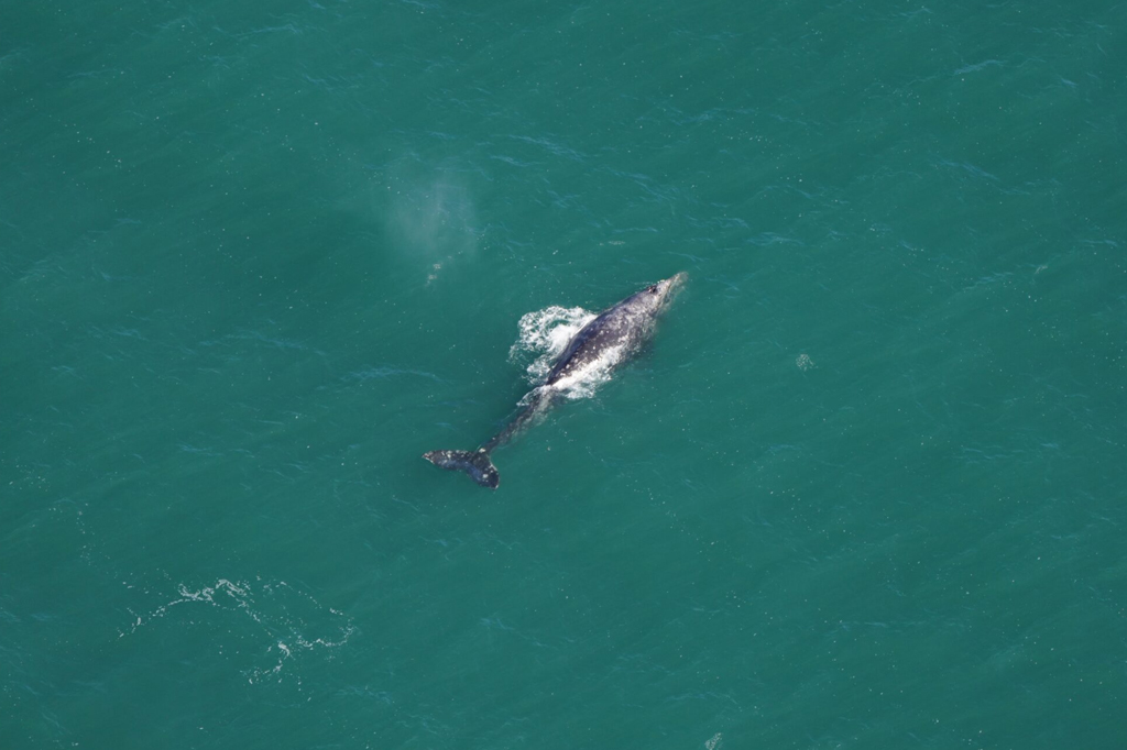 Fotografia superior de uma baleia cinzenta em meio ao oceano do sul de Nantucke.