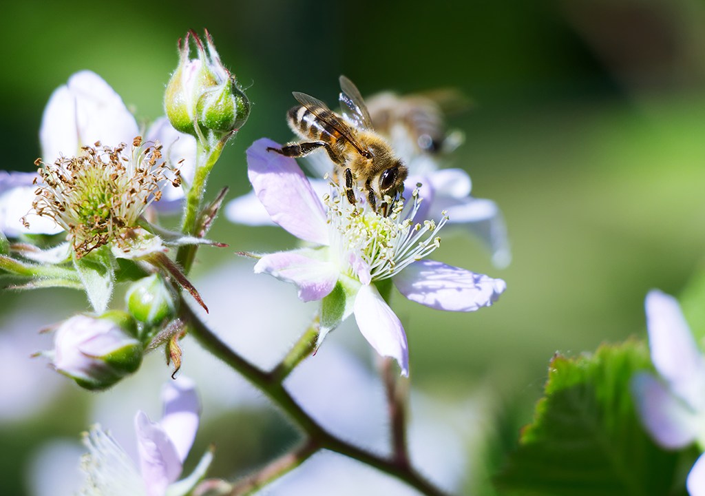 Imagem de uma abelha coletando o néctar de uma flor de cor roxa da fruta amora.