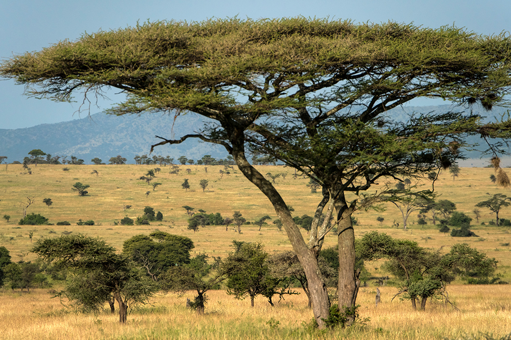 Fotografia de árvores do bioma Savana.