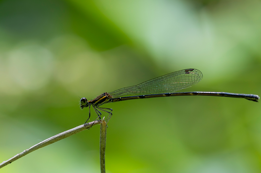 “Casaquinhos” de cera protegem essas libélulas do aquecimento global