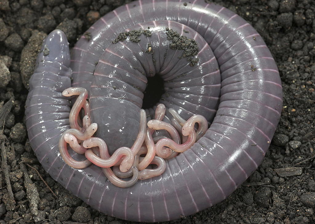 Cobras-cegas também produzem leite para alimentar seus filhotes