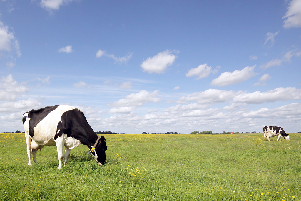 Fotografia de um campo com duas vacas.