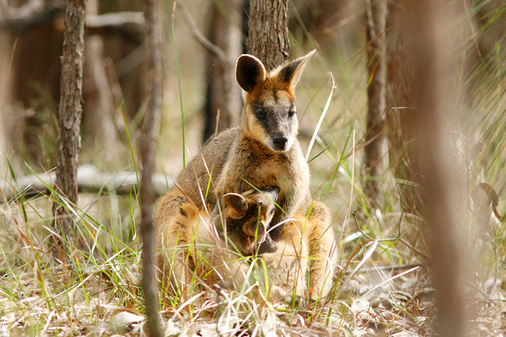 Fêmea mãe de Wallaby do Pântano (Wallabia bicolor) com filhote visto em reserva na Austrália.