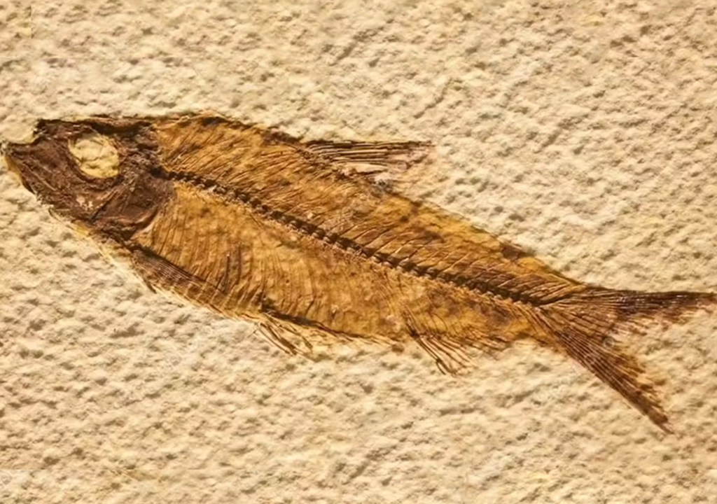 Fotografia de fóssil de um peixe.