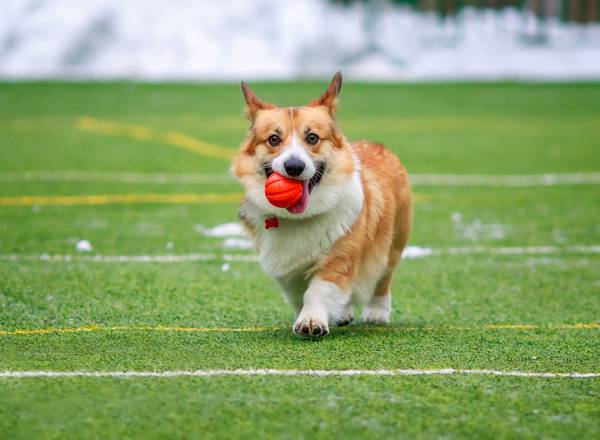 Filhote de Corgi brincando com uma bolinha de cor vermelha, que carrega em sua boca.