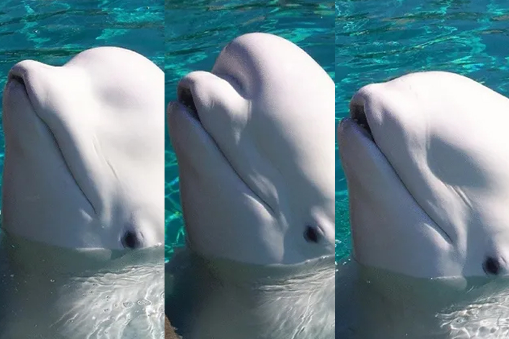 Belugas usam cinco formatos de cabeça para se comunicar