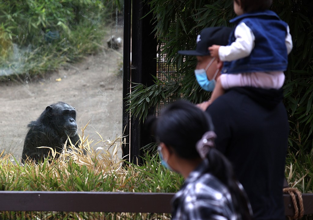 Visitantes veem um chimpanzé em seu recinto no Zoológico de Oakland em 29 de julho de 2020 em Oakland, Califórnia. O Zoológico de Oakland reabriu ao público após ficar fechado por quatro meses devido à pandemia de coronavírus COVID-19.