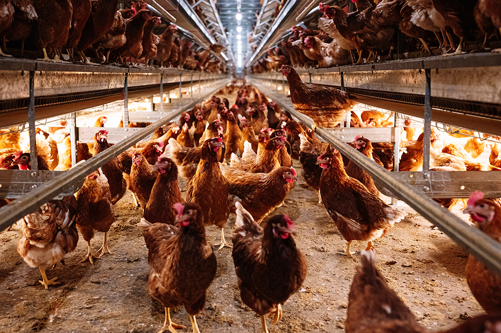 Fotografia de uma granja de galinhas.
