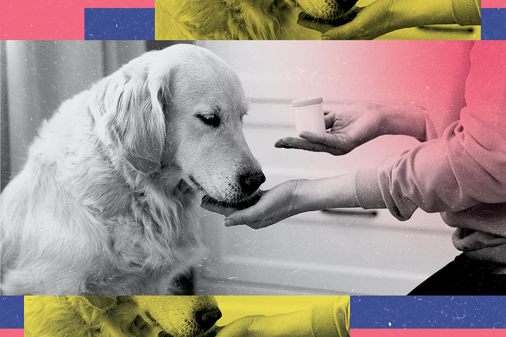 Foto aproximada de uma mão dando remédio para um cachorro.
