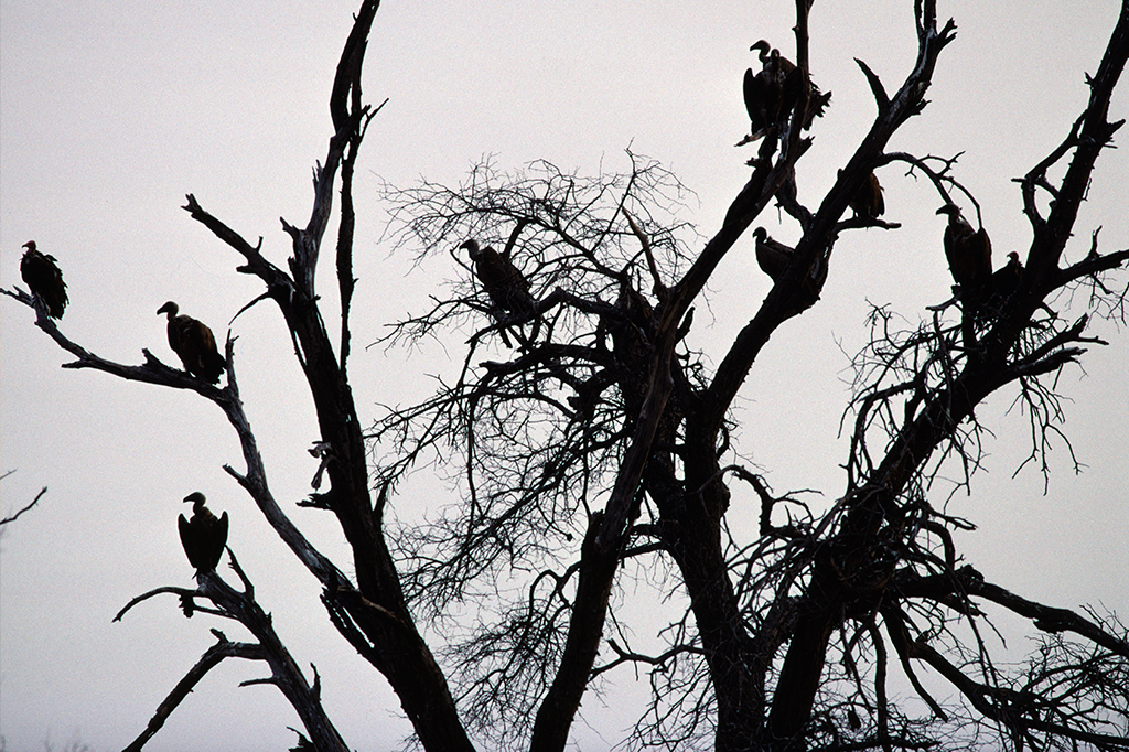 Grupo de urubus pousados em galhos de árvore.