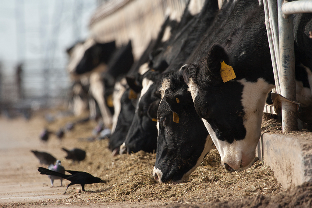 Pássaros e vacas dispostos uns em frente aos outros, organizados em duas fileiras paralelas.