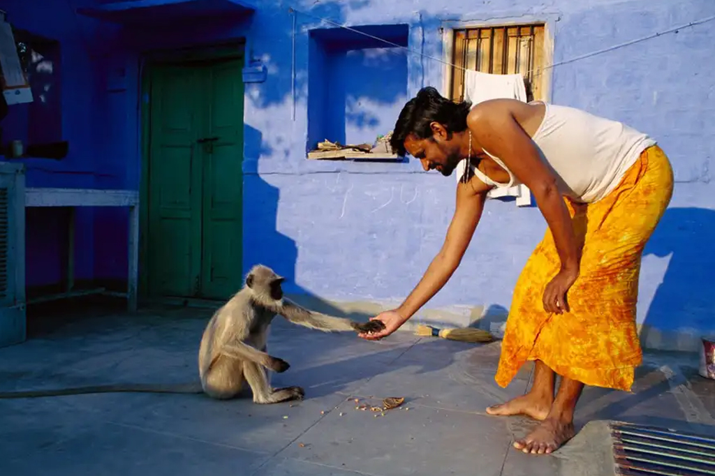 langur-cinzento-das-planícies-do-norte oferecendo comida para um homem com a sua mão esquerda.