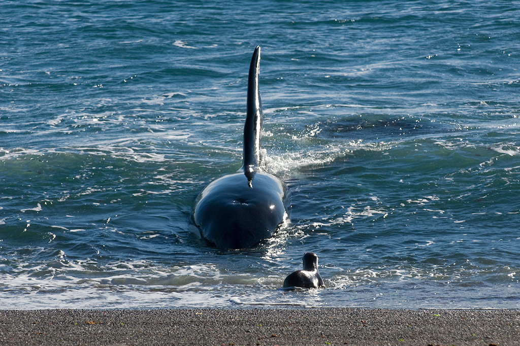 Orca (Orcinus orca) caçando leões marinhos juvenis do sul (Otaria flavescens)
