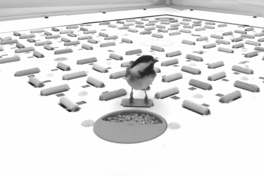 Exemplo de comportamento de armazenamento em cache em uma ave que posteriormente foi implantado e registrado. Inicialmente, os dados de vídeo full-frame de uma câmera são mostrados a 1× velocidade real.