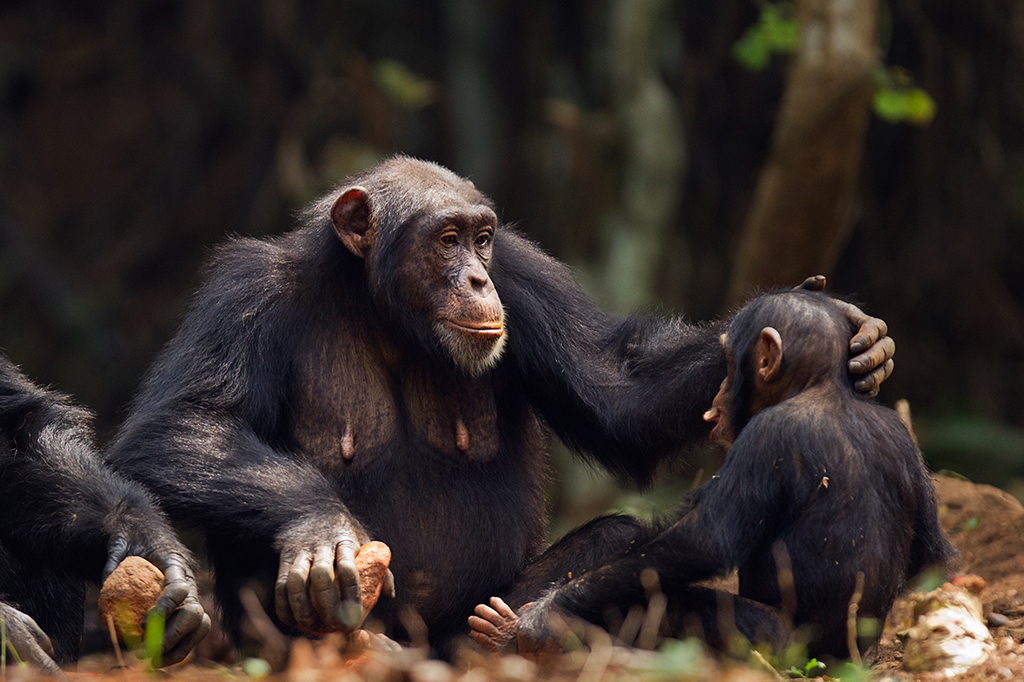 Filhote de chimpanzé macho sendo consolado por sua mãe.