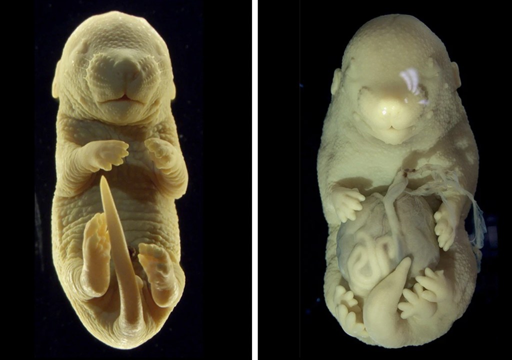 Um embrião típico de camundongo (esquerda) tem quatro membros. Um embrião no qual um determinado gene foi desligado no meio do desenvolvimento tem seis membros e vários de seus órgãos internos se projetam do abdômen.