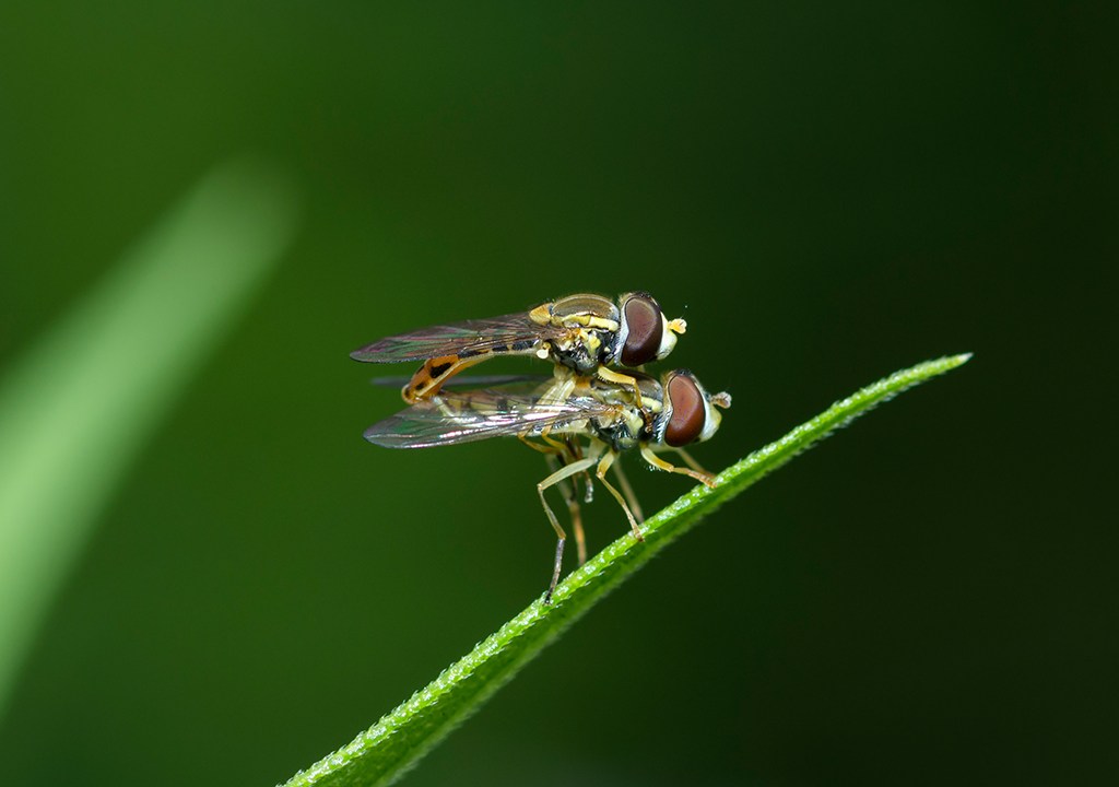 Acasalamento de duas moscas sobre uma planta.