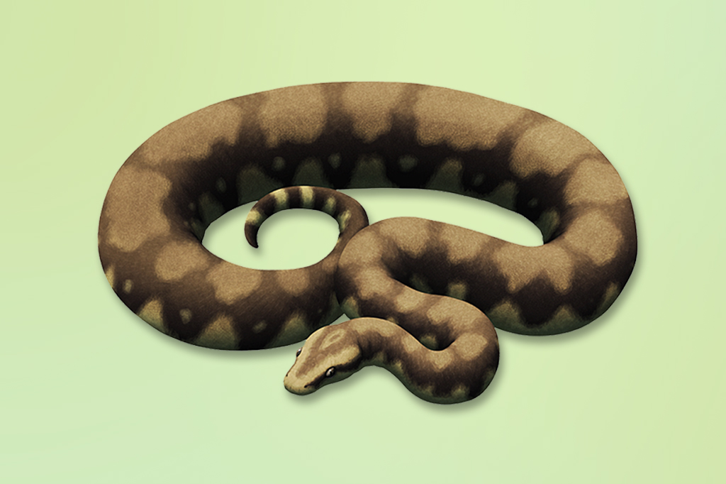 Ilustração artística de uma cobra da família Madtsoiidae.