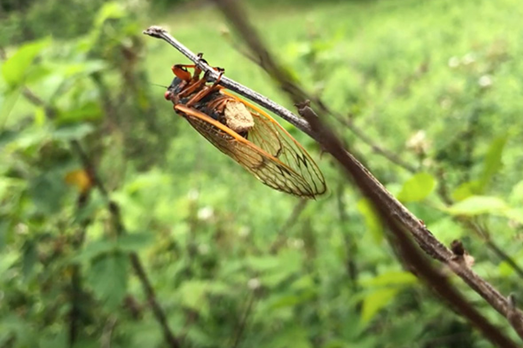 Este fungo transforma cigarras em zumbis loucos por sexo