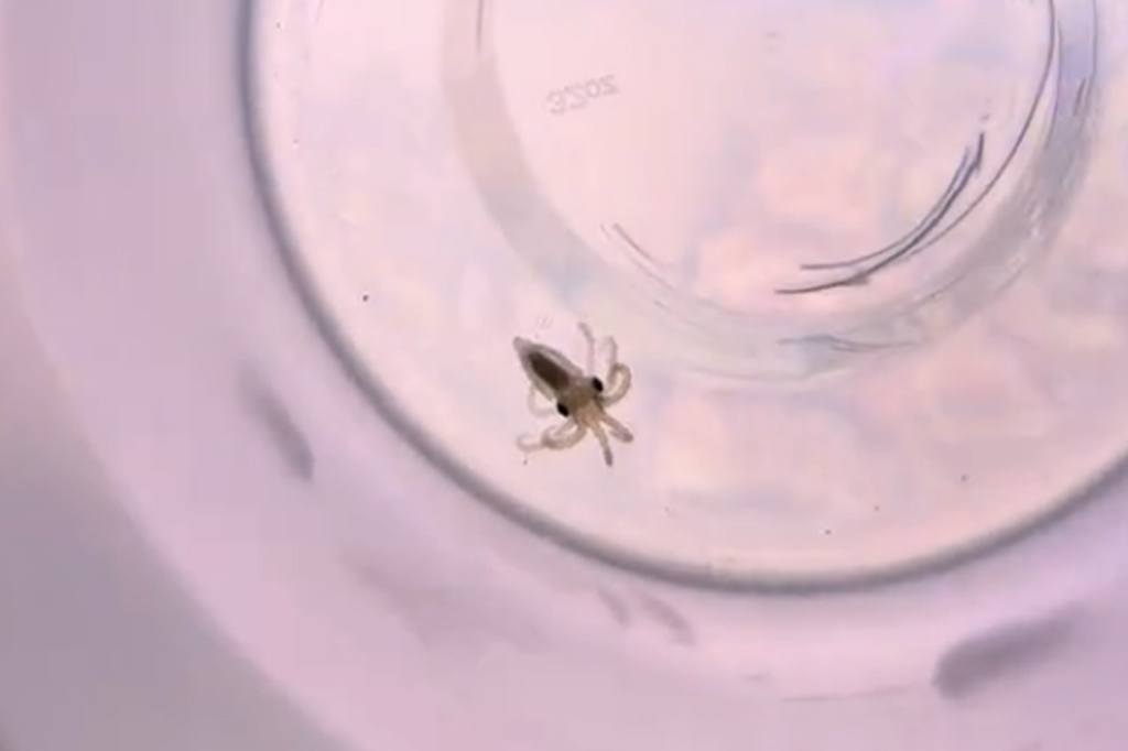 Filhote de um polvo visto no fundo de uma garrafa d'água.