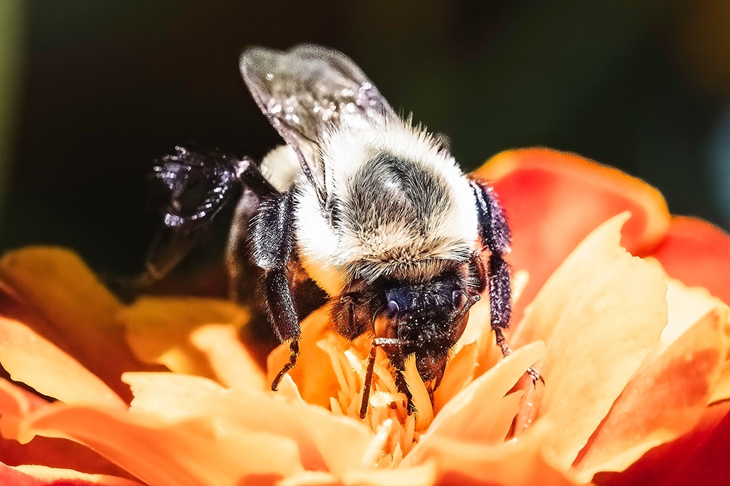 Uma abelha pousada sobre uma flor.