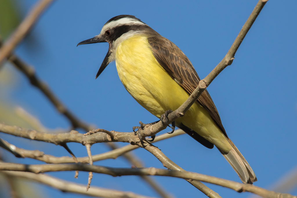 Um pássaro sobre um galho de árvore cantando.