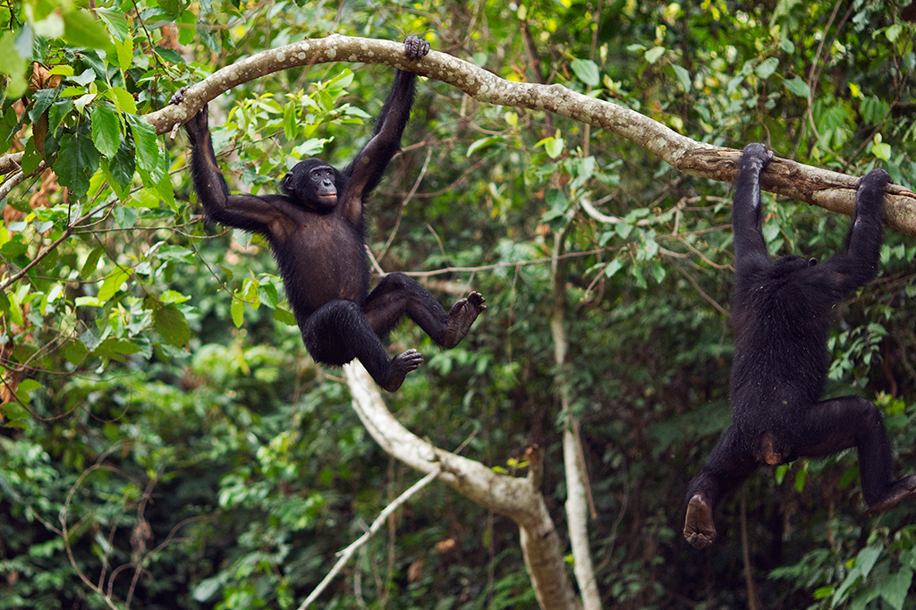 Dois macacos Bonobos pendurados em um galho de árvore.