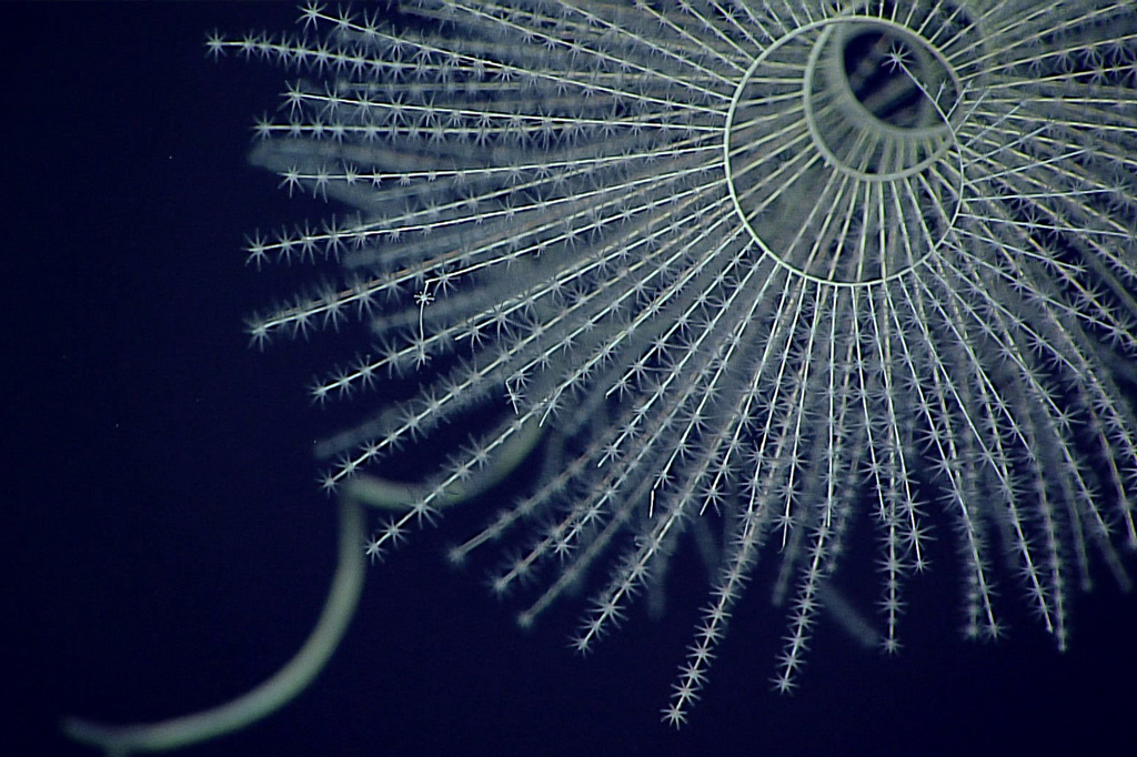 Bioluminescência surgiu na zona abissal há 540 milhões de anos, diz estudo