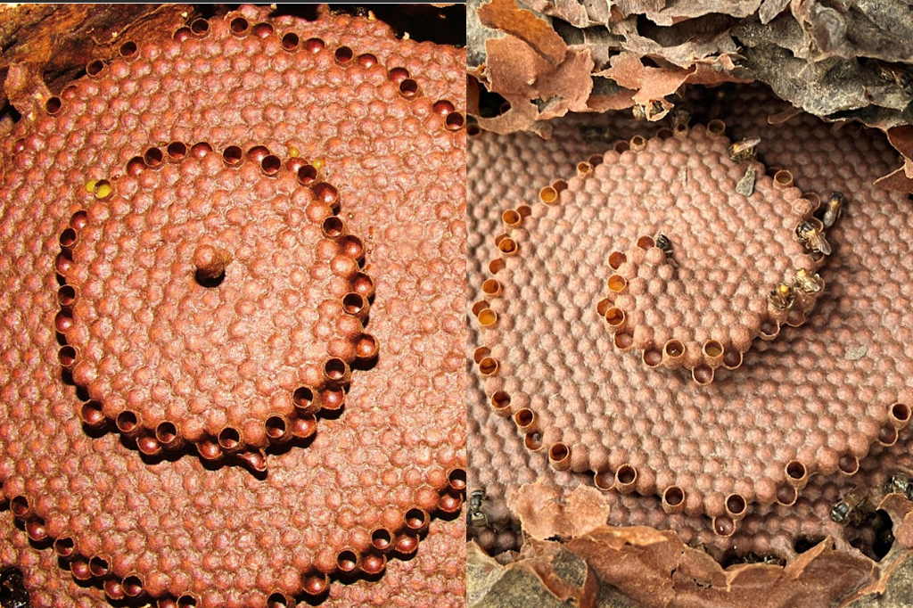 Dois diferentes favos de mel em formato de espiral.