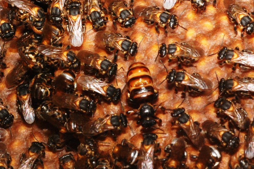 Abelhas em um favo de mel.