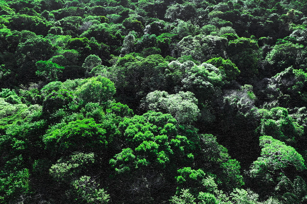 Vista aérea da floresta amazônica, com as copas das árvores preenchendo a imagem.