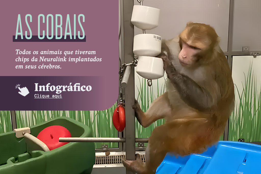 Foto do macaco Code, cobaia da Neuralink, com um box em cima escrito “As cobaias” e um botão de “Infográfico - clique aqui” que redireciona para um infográfico completo de todas as cobaias da Neuralink.