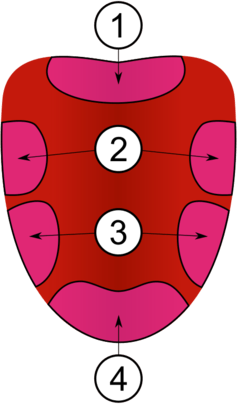 Um grafíco mostrando uma língua com regiões marcadas. A parte de trás está marcada como região 1. As laterais superiores estão marcadas como região 2. As laterais inferiores estão marcadas como região 3. A ponta da língua está marcada como região 4.