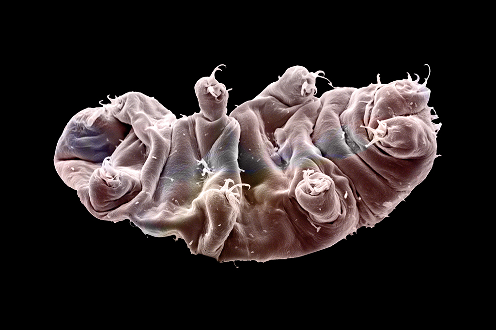 Cientistas descobrem o que torna os tardígrados tão resistentes à radiação