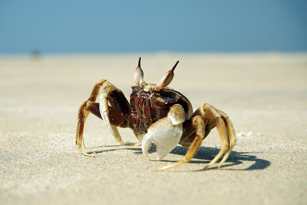 Um caranguejo marinho na areia da praia.
