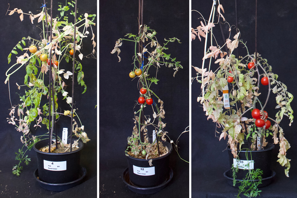 Antiga prática maia pode ser chave para cultivo de vegetais em Marte