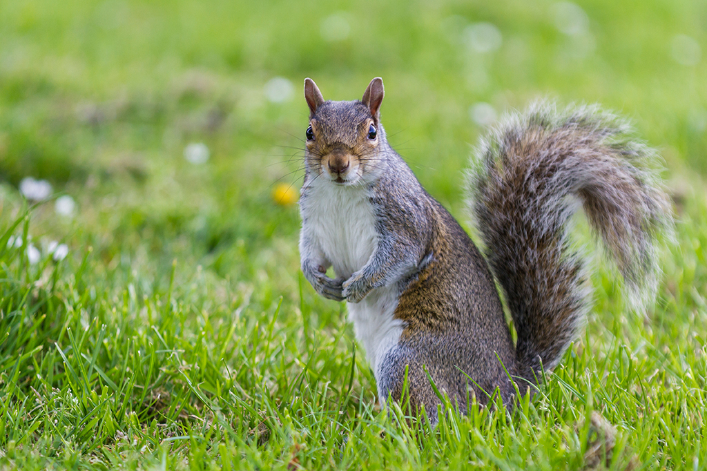 Um esquilo em meio a grama.