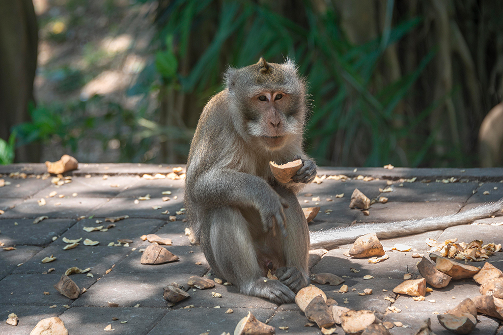 Um macaco no chão comendo batata doce.
