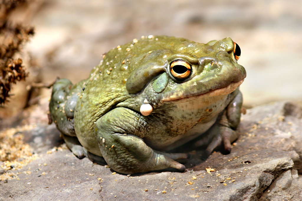 Um sapo em cima de uma pedra.