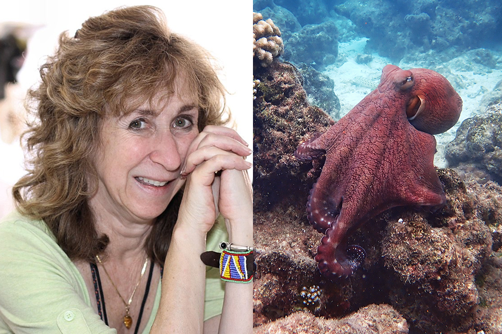 “Polvos são os Houdinis do mundo animal”, diz naturalista Sy Montgomery