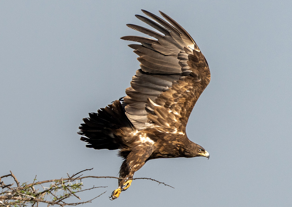Espécie ameaçada de águias migrantes sofreu impacto da guerra na Ucrânia