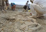 Fóssil de nova espécie de dinossauro carnívoro é descoberto na Argentina
