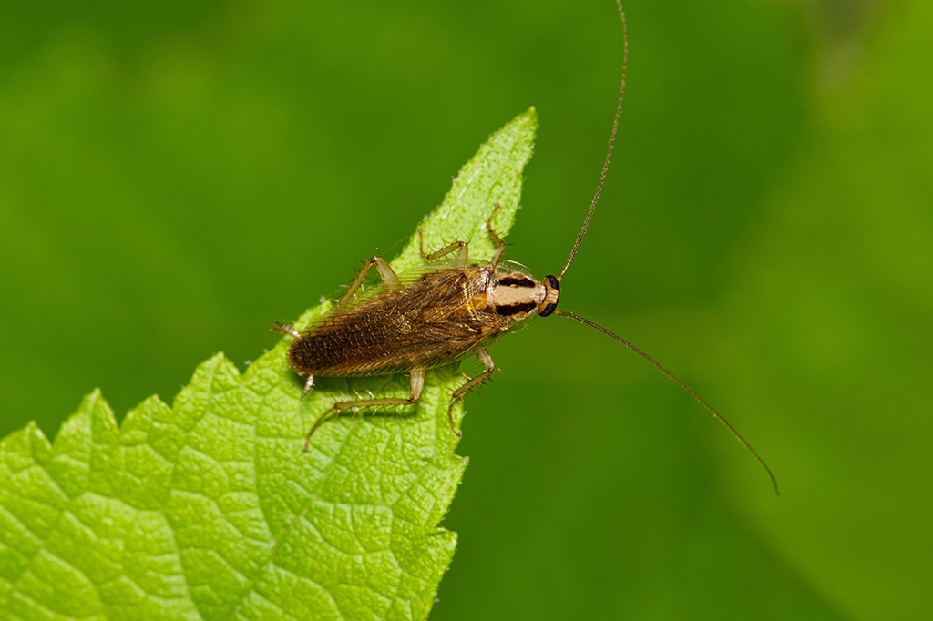 Análise de DNA revela a origem das baratas germânicas (e não é a Alemanha)