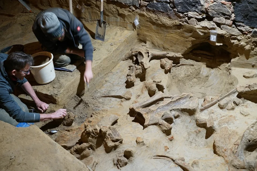 Ao renovar sua adega em Gobelsburg, no distrito de Krems, Andreas Pernerstorfer descobriu ossos enormes que pertenciam a mamutes da Idade da Pedra.