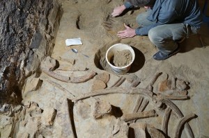Mais de 300 ossos densamente compactados foram descobertos, embora seja provável que haja consideravelmente mais enterrados sob o porão.