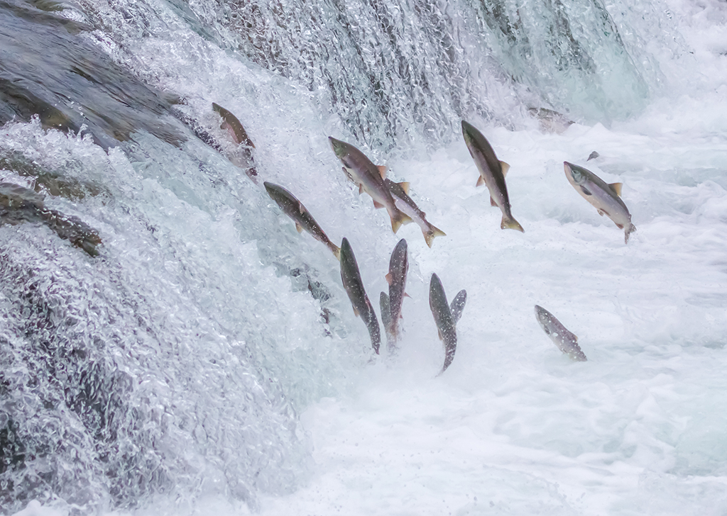 Populações migratórias de peixes de água doce diminuíram 80% em 50 anos