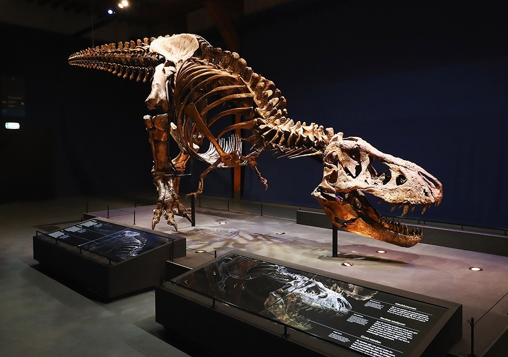 Um esqueleto de um T-Rex exposto em uma sala de um museu.
