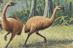 Ave moa: Cientistas reconstroem DNA de espécie extinta da Nova Zelândia