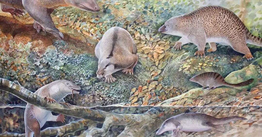 Fossils reveal three extinct species of egg-laying mammals