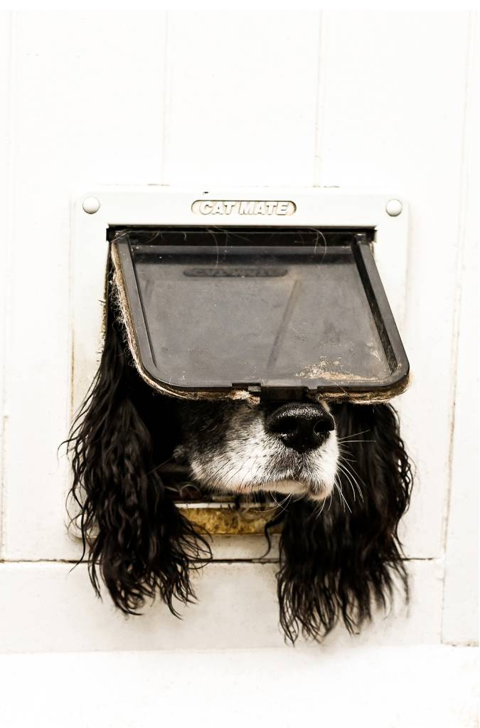 Um cachorro atravessando uma porta para gatos.